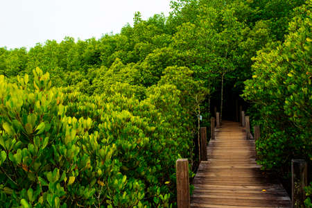 A wooden bridge in Seashore forest in Thailand.の写真素材