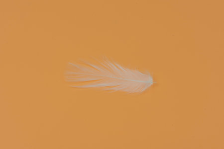 Feather white on the yellow background.の写真素材