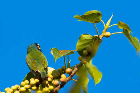 Megalaimidae bird, eating food on a tree branch.