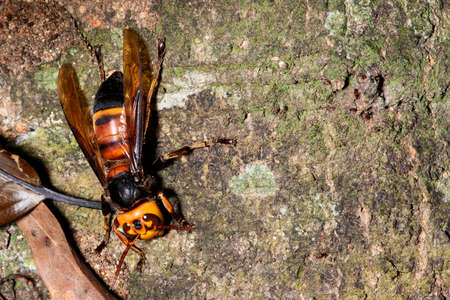 Picture giant hornet (Vespa crabro) Real Asian wasp,Originated in East Asia and the tropics. They...