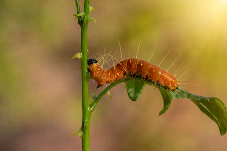 A closeup macro isolated image of a Gulf Fritillary Caterpillar,The Caterpillar has bright orange...