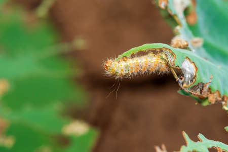 Photograph of a full grown caterpillar on  weed leaves.