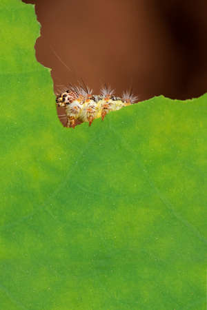 Photograph of a full grown caterpillar on  weed leaves.