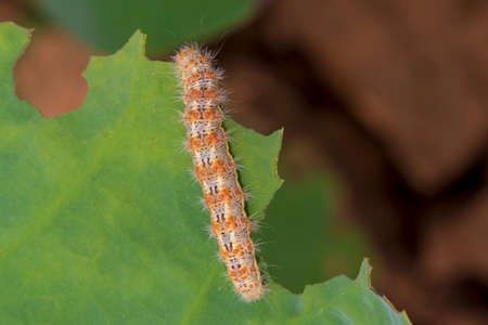 Photograph of a full grown caterpillar on  weed leaves.