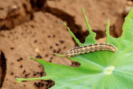 Caterpillar eating leaf on a green leaf.