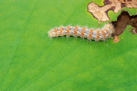 Photograph of a full grown caterpillar on  weed leaves.