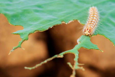 Photograph of a full grown caterpillar on  weed leaves.