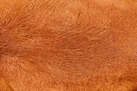 Cow's fur ,Texture of a brown cow.