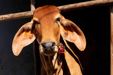 Front of a cow red (Brahman)in a corral.