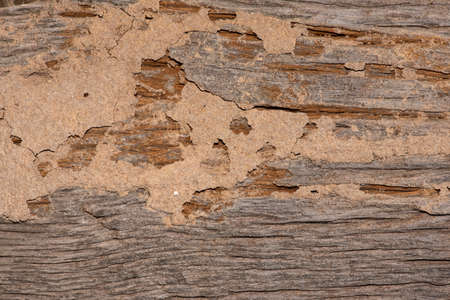 Traces of termites eat wood,animals that destroy wood.