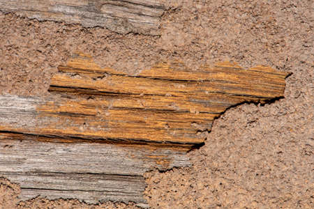 Traces of termites eat wood,animals that destroy wood.の写真素材