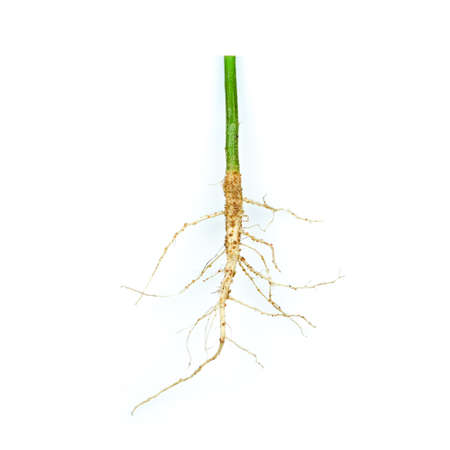 Root of weed, unwanted flora,Root of  broadleaf weeds Isolated from a white background.の写真素材
