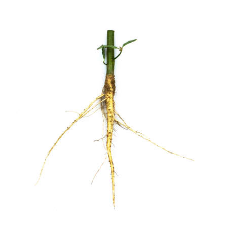 Root of weed, unwanted flora,Root of  broadleaf weeds Isolated from a white background.の写真素材