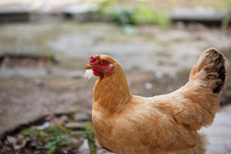 A chicken brown , Chicken breeder,Eating grass on the farm.の写真素材