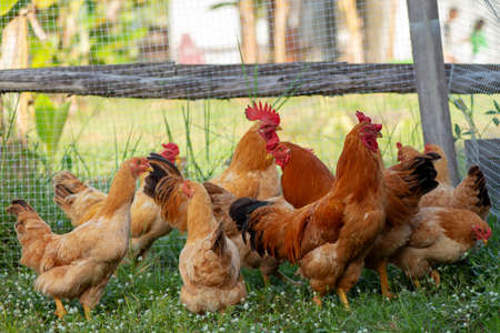 Chicken brown , Eating grass on the farm.の写真素材