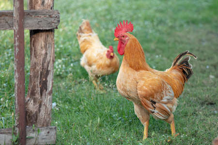 A chicken brown , Chicken breeder,Eating grass on the farm.