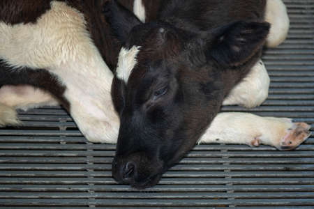 A farmer gives to drink a milk to calf cub by bottle to make it grow strong and robust healthy.