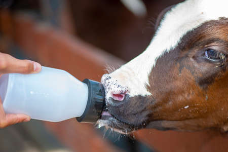 A farmer gives to drink a milk to calf cub by bottle to make it grow strong and robust healthy.の写真素材