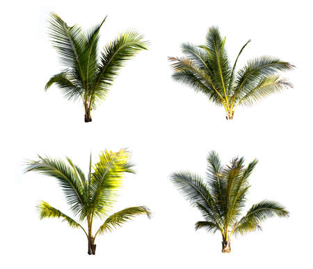 Group of coconut tree isolated on the white background. The collection of coconut trees.の写真素材