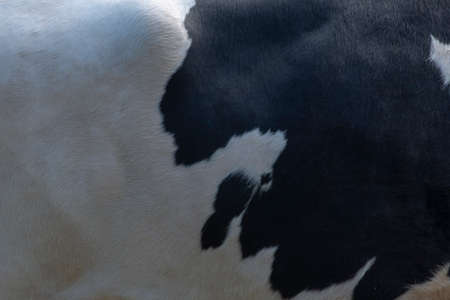 Texture of a  Cow milk ,Real cow leather, White and black and brown spots.