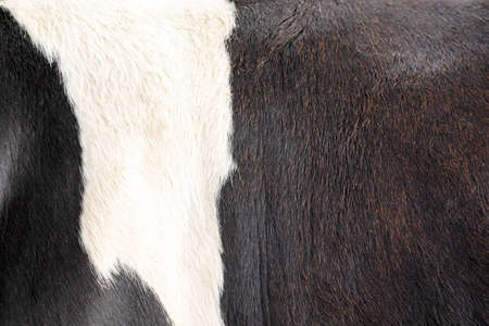 Texture of a  Cow milk ,Real cow leather, White and black and brown spots.