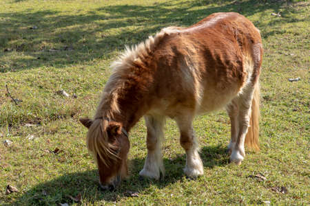 Image of dwarf horse standing in the middle of a lawn.の写真素材