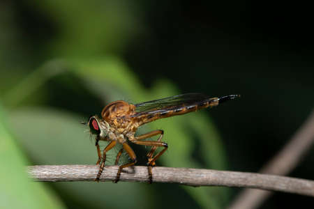 nature macro photography,Rober fly eats Insects hiding in the shadowson brown branches.