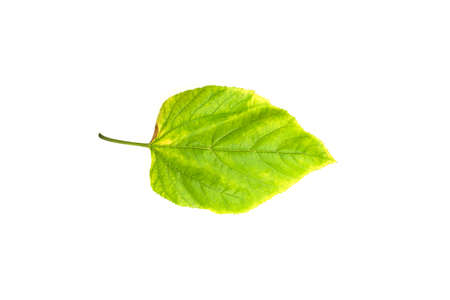 Deficiency of minerals in plant, lack of nitrogen, potassium, Iron deficiency chlorosis, Sick yellow...