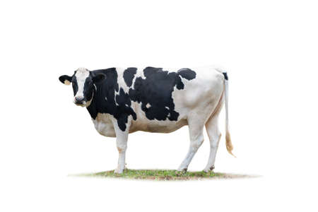 Black and white cow image  isolated on the white background.の写真素材