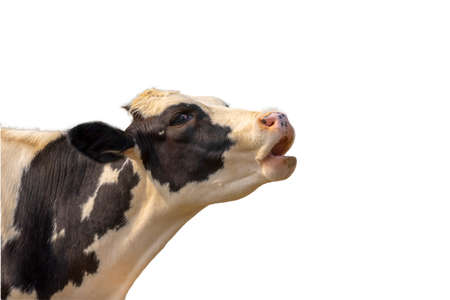Close-up Side view of a cow head isolated on the white background.の写真素材