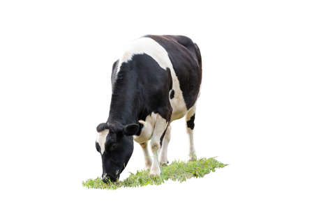 Black and white cow image  in front  isolated on the white background.の写真素材