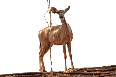 Spotted deer,Cute spotted fallow deer isolated on the white background.の写真素材