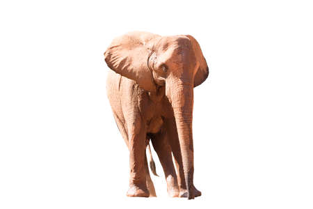 A picture of an African elephant in the foreground taking a relaxing walk isolated on the white...