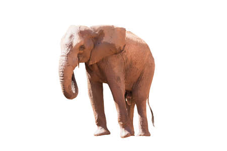 A picture of an African elephant in the side ground taking a relaxing walk isolated on the white background.の写真素材