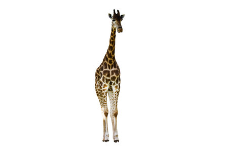 Giraffe long neck, long legs isolated on the white background.の写真素材