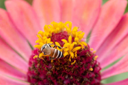 Close-up and selective focus bee image ,Little bee looking for nectar on pink flowers.の写真素材