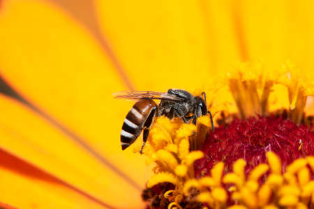 Close-up and selective focus bee image ,Little bee looking for nectar on yellow flowers.