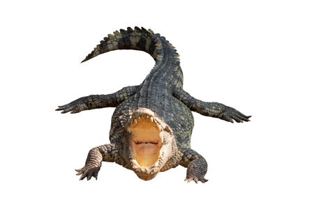 Close-up Large Crocodile image solated on white background.の写真素材