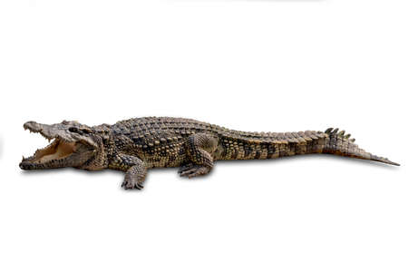 Close-up Large Crocodile image solated on white background.の写真素材