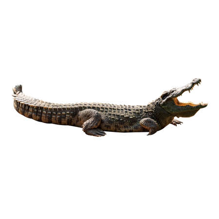 Close-up Large Crocodile image solated on white background.の写真素材