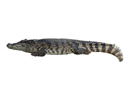 Close-up Large Crocodile image solated on white background.の写真素材