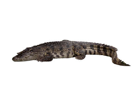 Close-up Large Crocodile image solated on white background.の写真素材