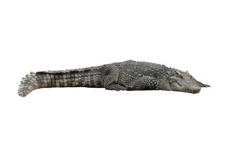 Close-up Large Crocodile image solated on white background.の写真素材