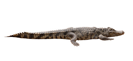 Close-up Large Crocodile image solated on white background.の写真素材