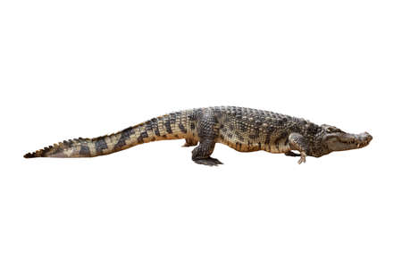 Close-up Large Crocodile image solated on white background.の写真素材