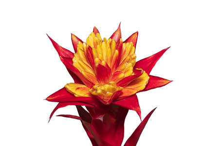 Multicolor Bromeliads isolated on the white background. Clipping path.の写真素材