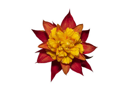 Multicolor Bromeliads isolated on the white background. Clipping path.の写真素材