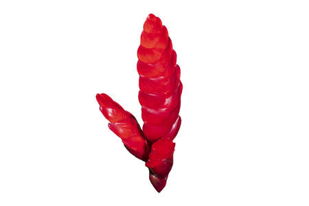 Multicolor Bromeliads isolated on the white background. Clipping path.の写真素材