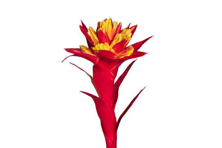 Multicolor Bromeliads isolated on the white background. Clipping path.の写真素材
