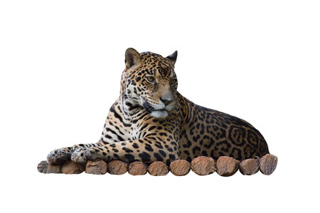 Picture Leopard, magnificent Jaguar resting Lying on a tree trunk. isolated on the white background.